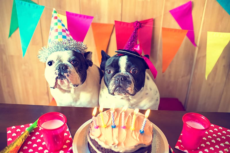 birthday-dogs